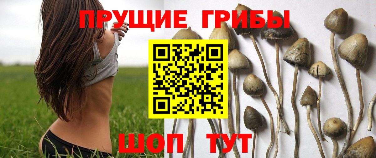 Галлюциногенные грибы Psilocybe Керчь